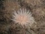 anenome.jpg